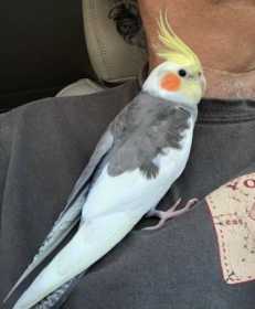 Lost Cockatiel