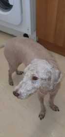 Lost Dog