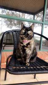 Lost Cat