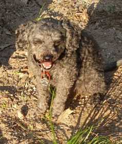 Lost Dog