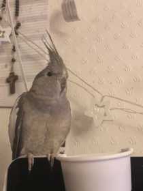 Lost Cockatiel