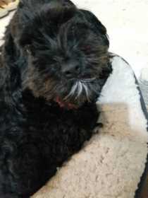 Lost Dog