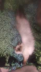 Lost Cat