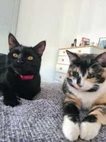 Lost Cat