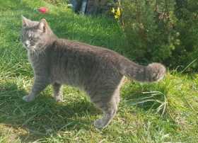 Lost Cat