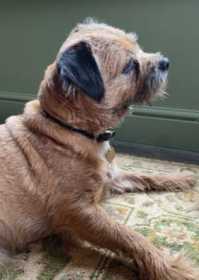 Lost Dog
