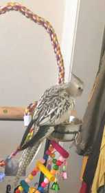 Lost Cockatiel