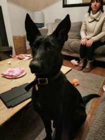 Lost Dog