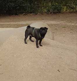 Lost Dog