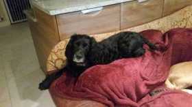 Lost Dog