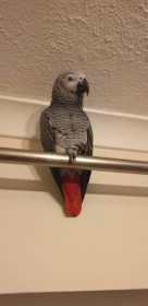 Lost African Grey