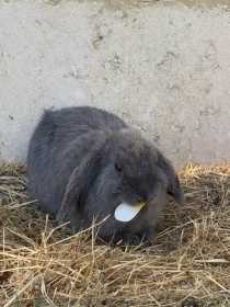 Lost Rabbit