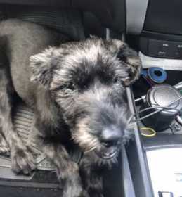 Lost Dog