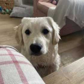 Lost Dog
