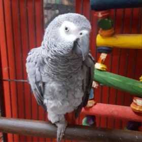 Lost African Grey