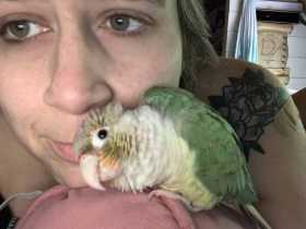 Lost Conure