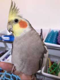 Lost Cockatiel