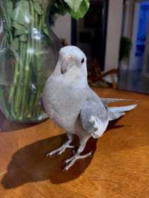 Lost Cockatiel