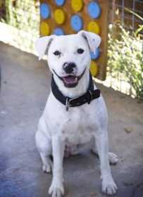 Lost Dog