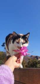 Lost Cat