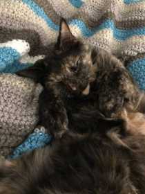 Lost Cat