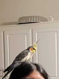 Lost Cockatiel