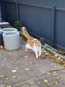 Lost Cat