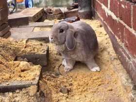 Lost Rabbit