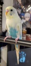 Lost Budgerigar