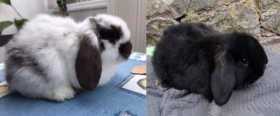 Lost Rabbit