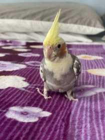 Lost Cockatiel