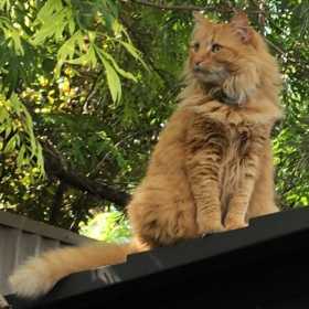Lost Cat