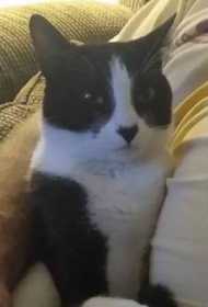 Lost Cat