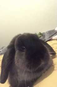 Lost Rabbit