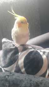 Lost Cockatiel