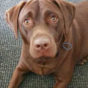Lost Dog