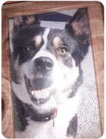 Lost Dog