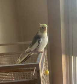 Lost Cockatiel