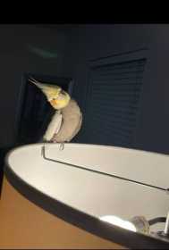 Lost Cockatiel