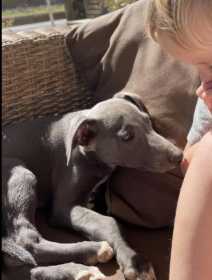 Lost Dog