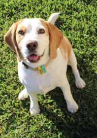 Lost Dog