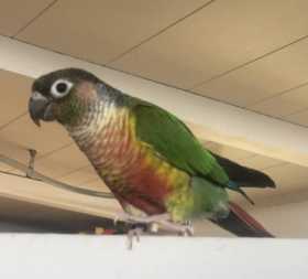 Lost Conure