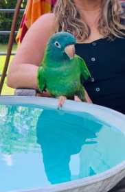 Lost Conure