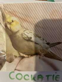 Lost Cockatiel