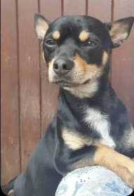 Lost Dog