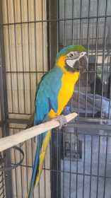 Lost Macaw