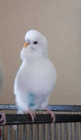 Lost Budgerigar