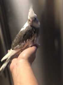 Lost Cockatiel