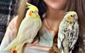 Lost Cockatiel