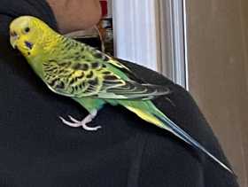 Lost Parakeet